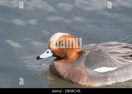 Nuoto drake Wigeon (Anas penelope) Foto Stock