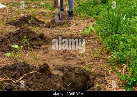 Mani di giovane donna piantando albero di mirtillo nel giardino - foto di scorta Foto Stock