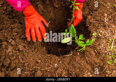 Mani di giovane donna piantando albero di mirtillo nel giardino - foto di scorta Foto Stock