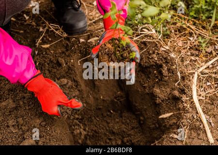 Mani di giovane donna piantando albero di mirtillo nel giardino - foto di scorta Foto Stock