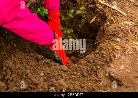 Mani di giovane donna piantando albero di mirtillo nel giardino - foto di scorta Foto Stock