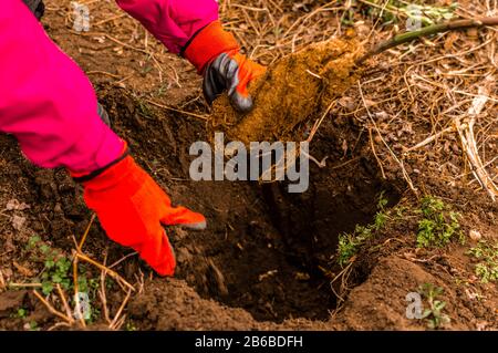 Mani di giovane donna piantando albero di mirtillo nel giardino - foto di scorta Foto Stock