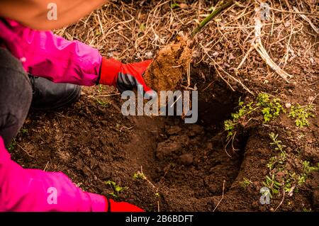 Mani di giovane donna piantando albero di mirtillo nel giardino - foto di scorta Foto Stock