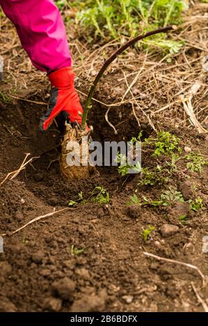 Mani di giovane donna piantando albero di mirtillo nel giardino - foto di scorta Foto Stock