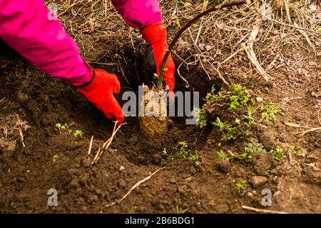 Mani di giovane donna piantando albero di mirtillo nel giardino - foto di scorta Foto Stock