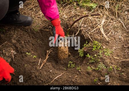 Mani di giovane donna piantando albero di mirtillo nel giardino - foto di scorta Foto Stock