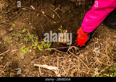 Mani di giovane donna piantando albero di mirtillo nel giardino - foto di scorta Foto Stock