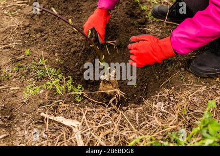 Mani di giovane donna piantando albero di mirtillo nel giardino - foto di scorta Foto Stock