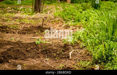 Mani di giovane donna piantando albero di mirtillo nel giardino - foto di scorta Foto Stock