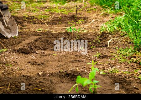 Mani di giovane donna piantando albero di mirtillo nel giardino - foto di scorta Foto Stock