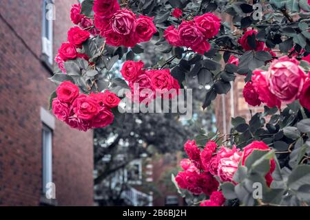 Fiori di rose rosse che fioriscono davanti agli edifici in mattoni. Primavera in città. Foto Stock