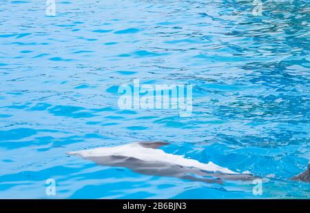 Un Delfino Nuota Capovolto Sotto L'Acqua Con Un Sacco Di Spazio Di Copia Foto Stock