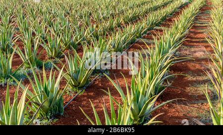 Piantagione di aloe vera sull'isola di Creta, Grecia. Foto Stock