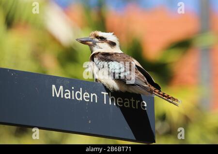 Una selvaggia kookaburra, daelo novaeguineae, appollaiata su un cartello dei Royal Botanic Gardens, Sydney, Australia. Foto Stock