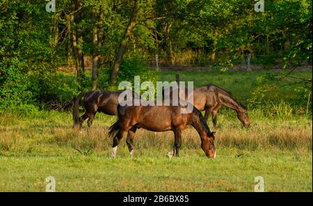 Pferde, Weide nahe Schlepzig, Spreewald, Brandeburgo, Deutschland Foto Stock