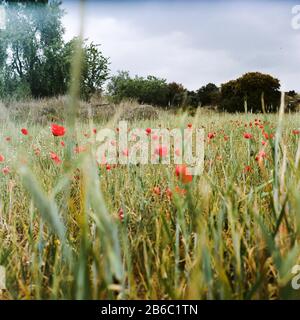 Amapolas a Santa Ana de Pusa. Foto Stock