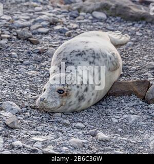 Foche a Ravenscar, North Yorkshire, Regno Unito. Foto Stock