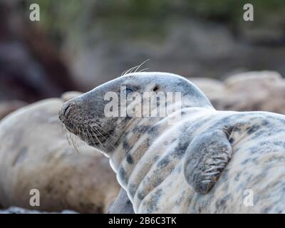 Foche a Ravenscar, North Yorkshire, Regno Unito. Foto Stock