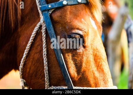 Upclose della testa di un cavallo Foto Stock