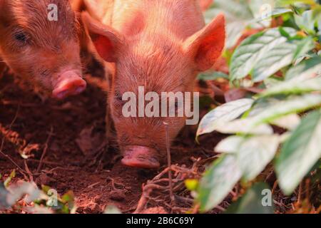 Maiali in una fattoria a Vinales, Cuba Foto Stock