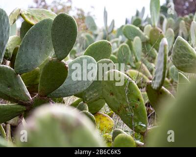 Un Letto Di Prickly Pear Cactus Nel Sole Luminoso Foto Stock