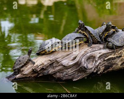 Molte tartarughe sole su un log in uno stagno Foto Stock