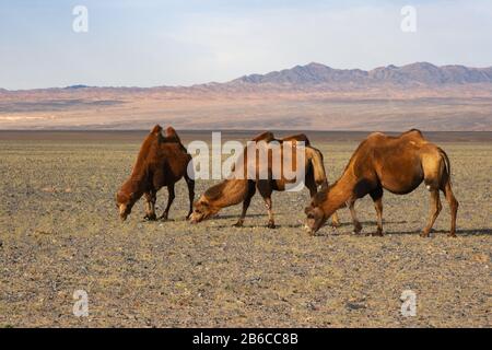 Cammelli Camelus bactrianus nella steppa mongola Foto Stock