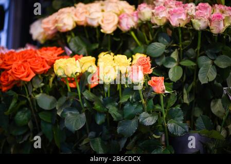 vista ravvicinata delle rose naturali Foto Stock