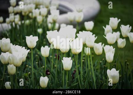 beautiful natural tulips close up view Foto Stock