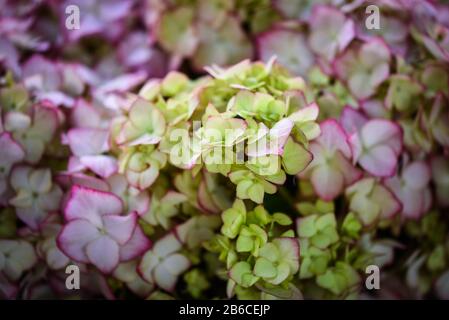 vista ravvicinata del fiore di hydrangea Foto Stock