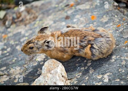 Pika roditore su una roccia Foto Stock