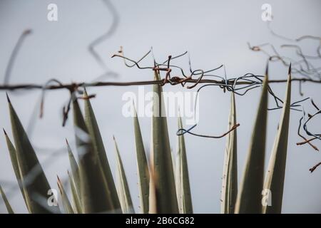 Aloe vera con rete a rete in primo piano Foto Stock