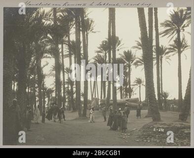 Immagine di Ramses II situata sul terreno tra gli alberi di Memphis, Parte di immagini di un viaggio in Europa meridionale e nel Medio Oosten. Produttore : fotografo: Anonimo luogo produzione: Memphis Data: 1900 - caratteristiche o Apr 1910 Fisico: Gelatina argento materiale di stampa: Carta Tecnica: Gelatina argento dimensioni di stampa: H 170 mm × W 229 mm Oggetto: Monumento, gradini di statua: Albero di palma dove Memphis Foto Stock