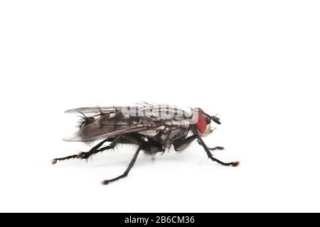 casa fly isolato su sfondo bianco, macro, studio Foto Stock