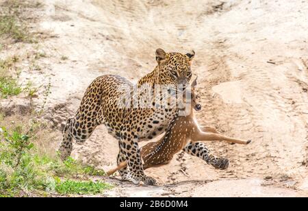 Leopardo con preda è in viaggio. Scatto molto raro. Sri Lanka. Yala National Park Foto Stock