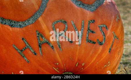 Segno di raccolto scolpito su una zucca. Foto Stock