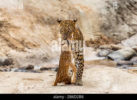 Leopardo con preda è in viaggio. Scatto molto raro. Sri Lanka. Yala National Park Foto Stock