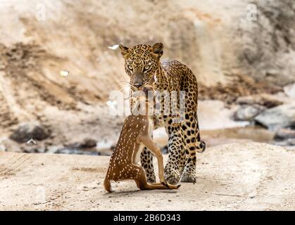 Leopardo con preda è in viaggio. Scatto molto raro. Sri Lanka. Yala National Park Foto Stock