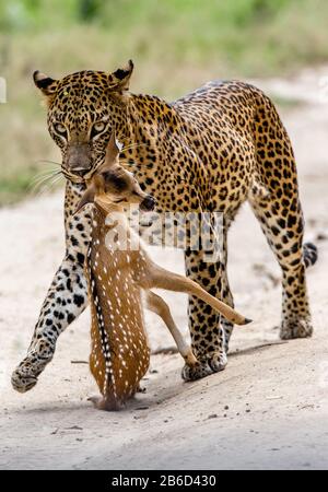 Leopardo con preda è in viaggio. Scatto molto raro. Sri Lanka. Yala National Park Foto Stock