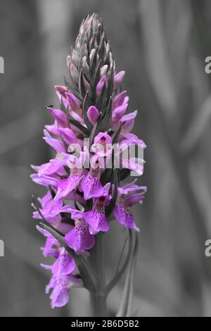 Cllorsplash di un'orchidea della palude meridionale (dactylorhiza praetermissa) in fiore Foto Stock