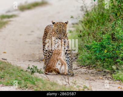 Leopardo con preda è in viaggio. Scatto molto raro. Sri Lanka. Yala National Park Foto Stock