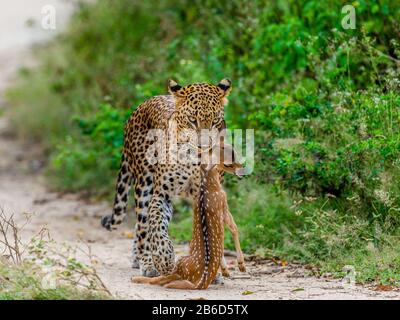 Leopardo con preda è in viaggio. Scatto molto raro. Sri Lanka. Yala National Park Foto Stock