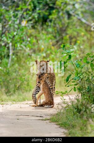 Leopardo con preda è in viaggio. Scatto molto raro. Sri Lanka. Yala National Park Foto Stock