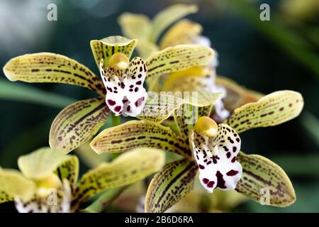 Beaterfull Cymbidium magico cioccolato orchidea primo piano. Cymbidium comunemente noto come orchidee in barca Foto Stock