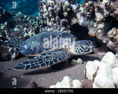 La tartaruga marina verde poggia sulla barriera corallina nell'immagine subacquea hawaiana. Foto Stock