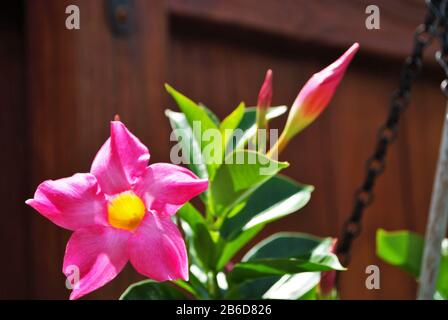 Rocktromba mandevilla pianta crescente nel mio giardino anteriore fiore letto primavera Foto Stock