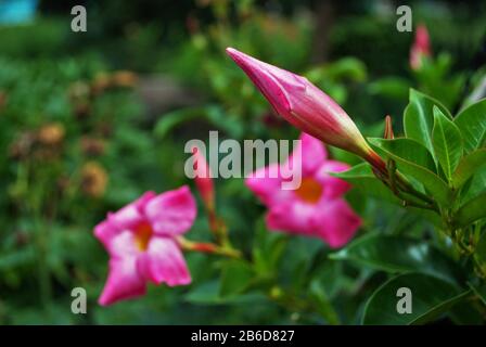 Rocktromba mandevilla pianta crescente nel mio giardino anteriore fiore letto primavera Foto Stock