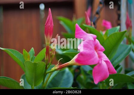 Rocktromba mandevilla pianta crescente nel mio giardino anteriore fiore letto primavera Foto Stock