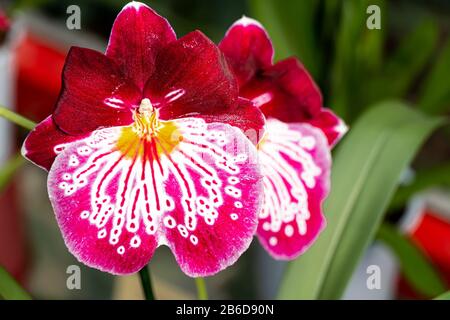 Bella orchidea pansy. Miltonia orchidee primo piano. Foto Stock