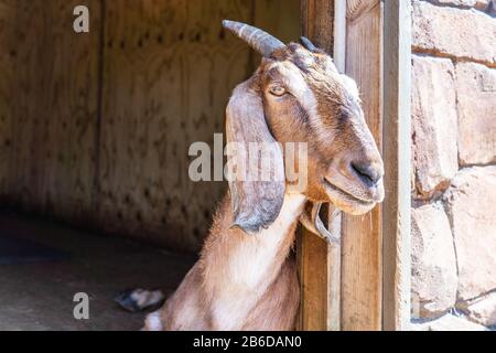 Anglo Nubian,Capra aegagrus Capra hircus at Woburn Safari Park Foto Stock